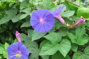 Ipomoea hederacea (1200 x 799)